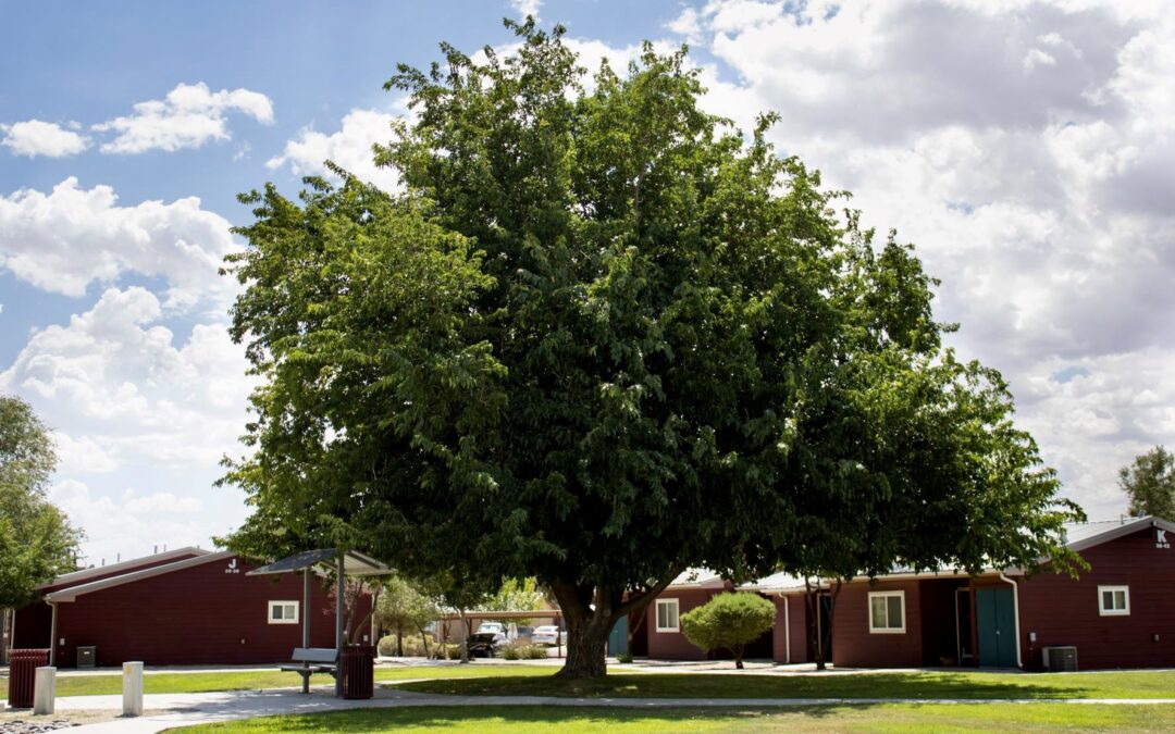 Mountain View Apartments